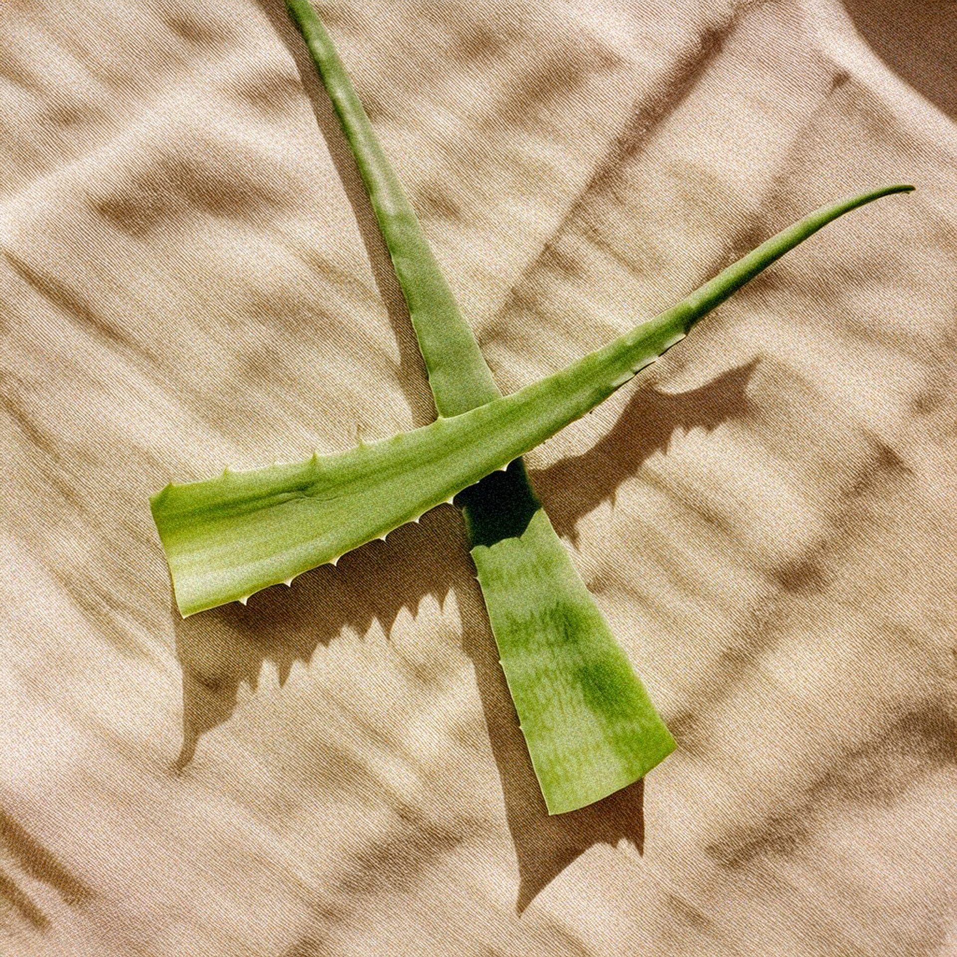 Aloe Vera Ecológico