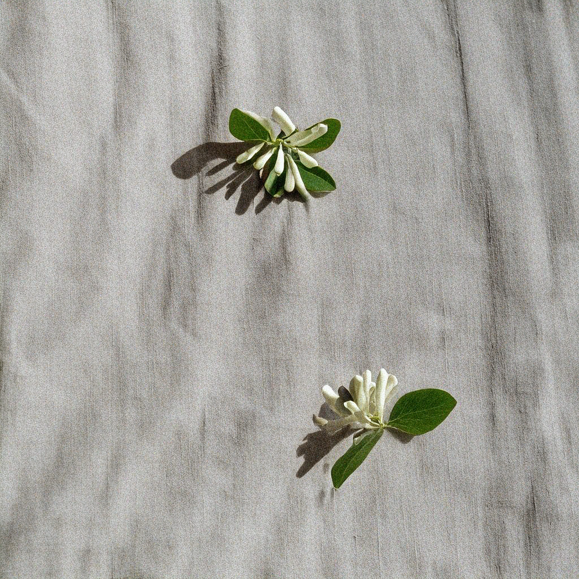 Aceite Esencial de Madreselva