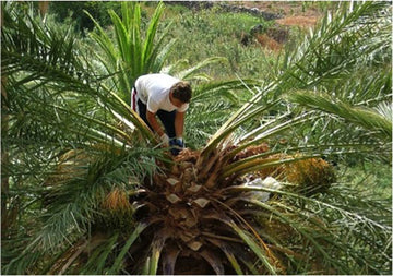 Miel de Palma de La Gomera: Un Tesoro Natural de Canarias