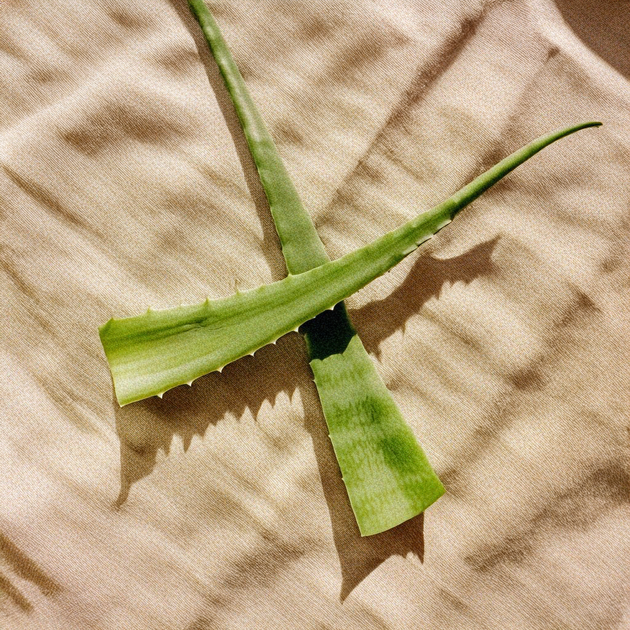 Aloe Vera Ecológico