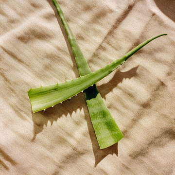 Aloe Vera Ecológico
