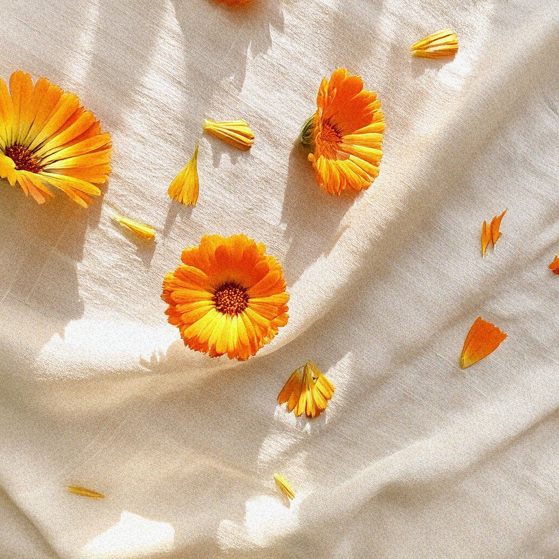 Extracto de Flor de Caléndula