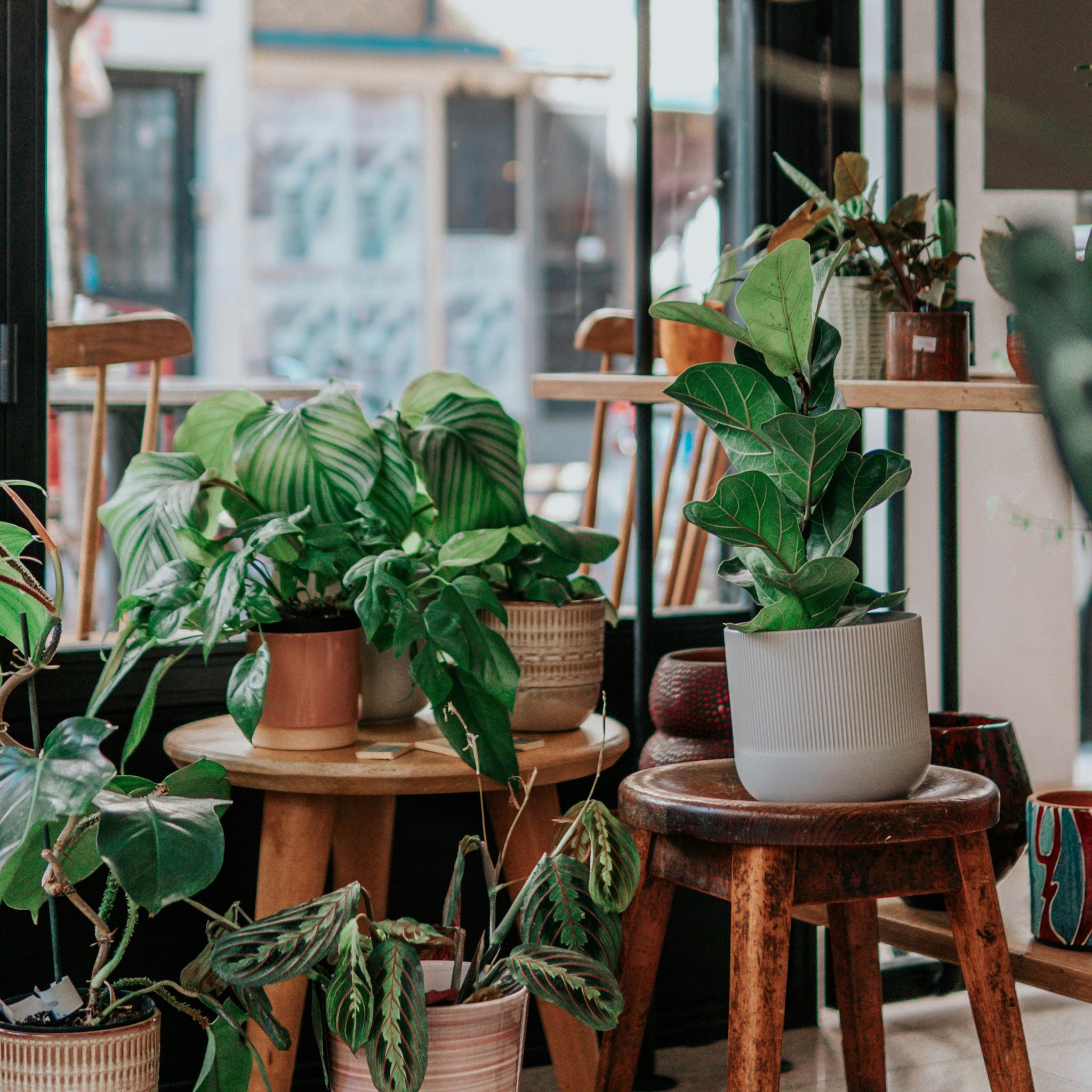 Cinco Plantas Medicinales Esenciales para Tener en Casa