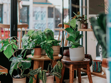 Cinco Plantas Medicinales Esenciales para Tener en Casa