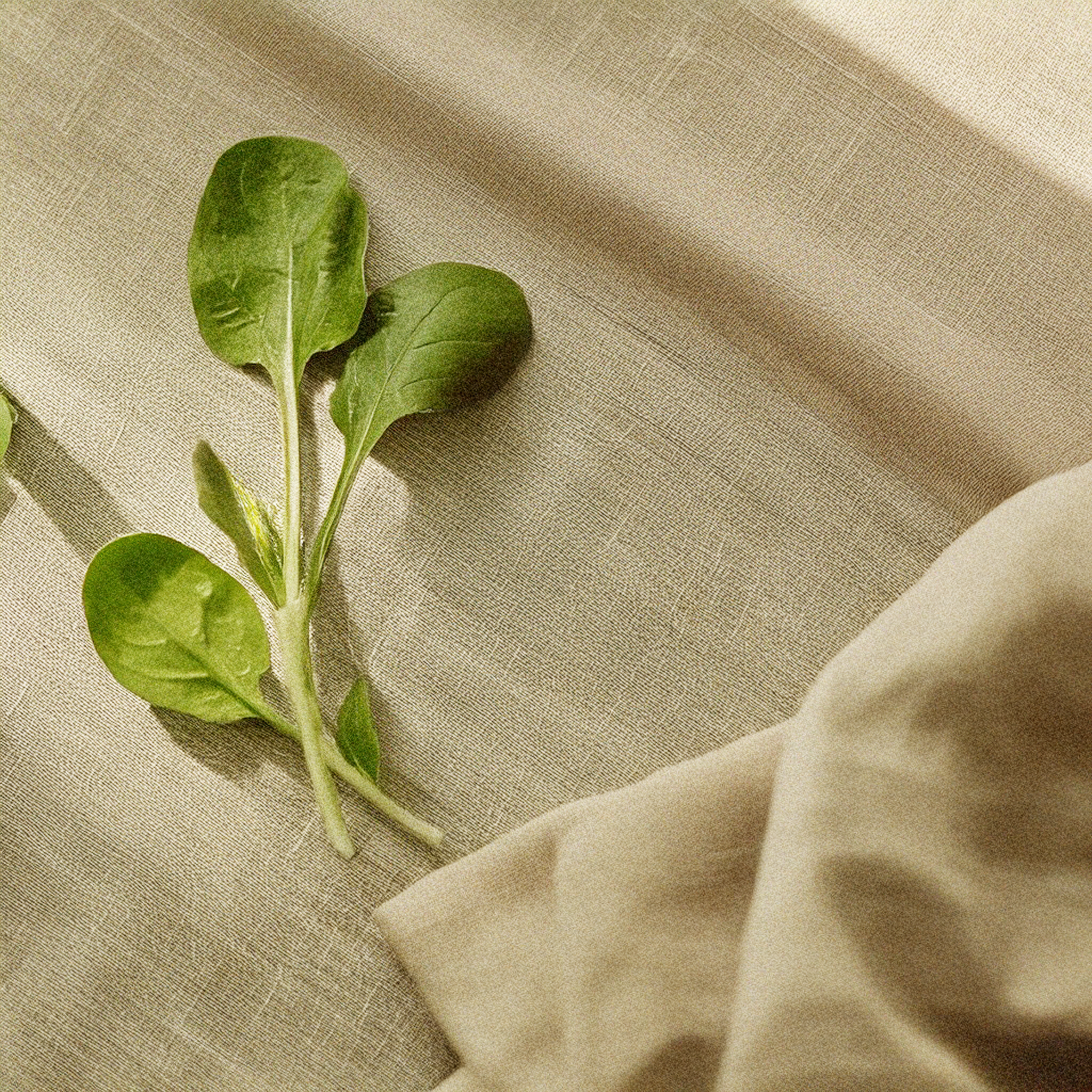 Espinaca