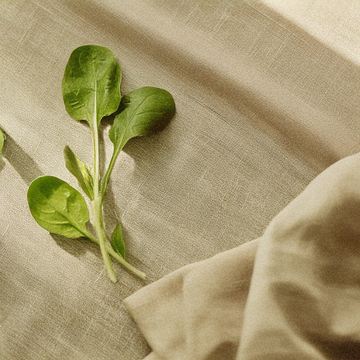 Espinaca