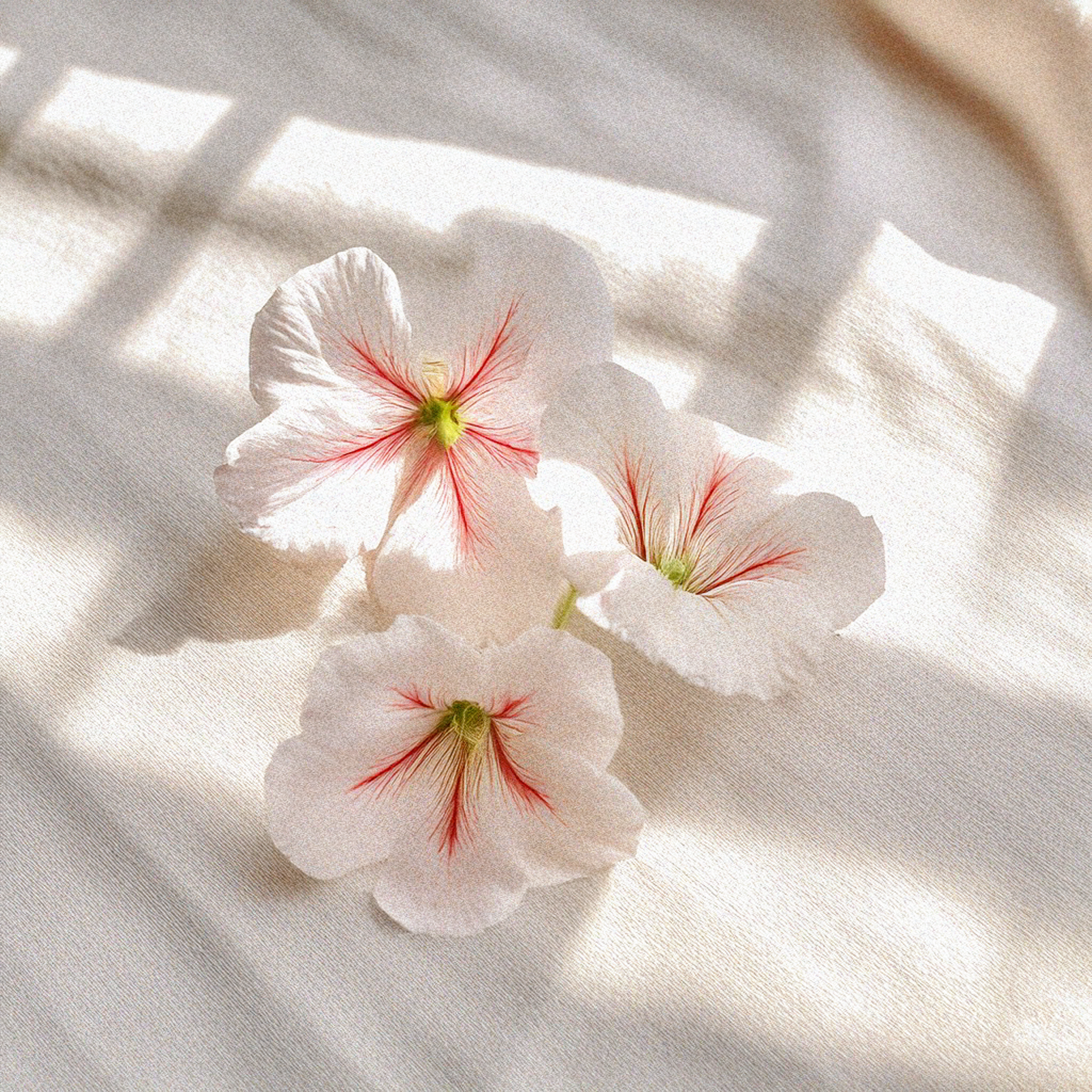 Aceite Esencial de Geranio Ecológico