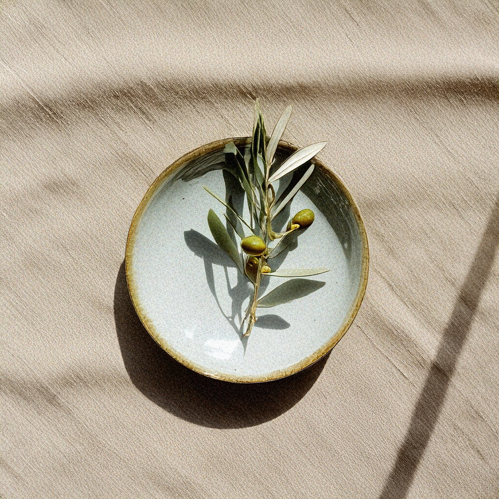 Extracto de Hoja de Olivo
