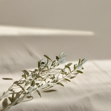 Aceite Esencial de Salvia Ecológico